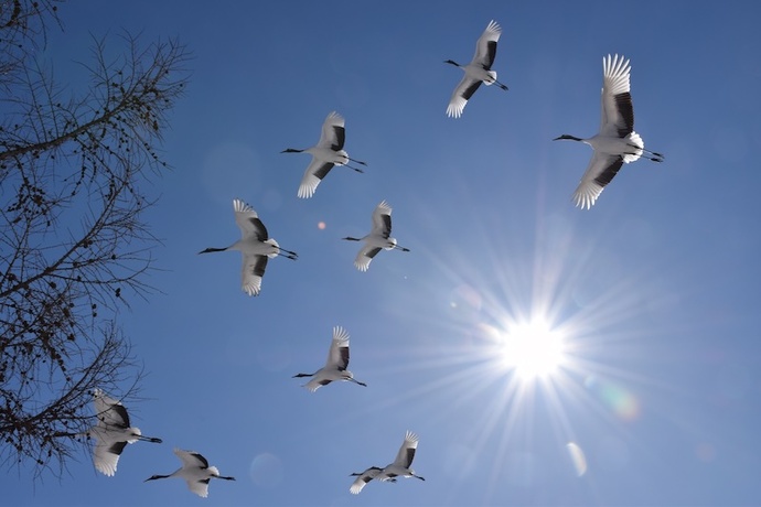 タンチョウの写真
