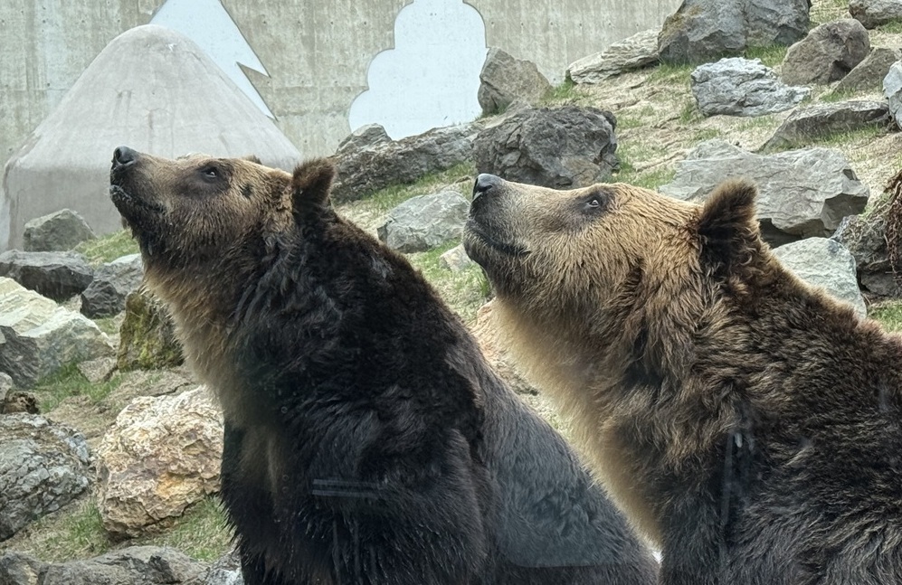 クッタとカイの写真