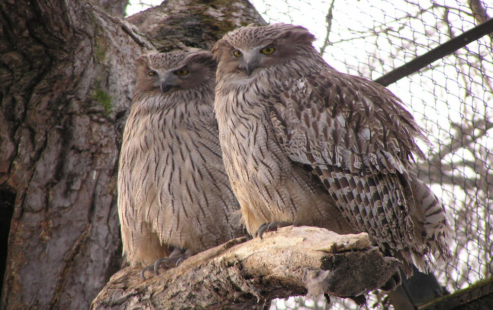 シマフクロウの写真