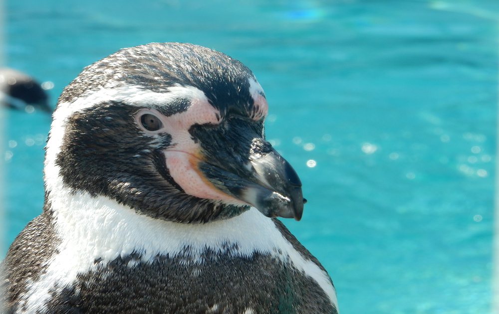 フンボルトペンギンの写真