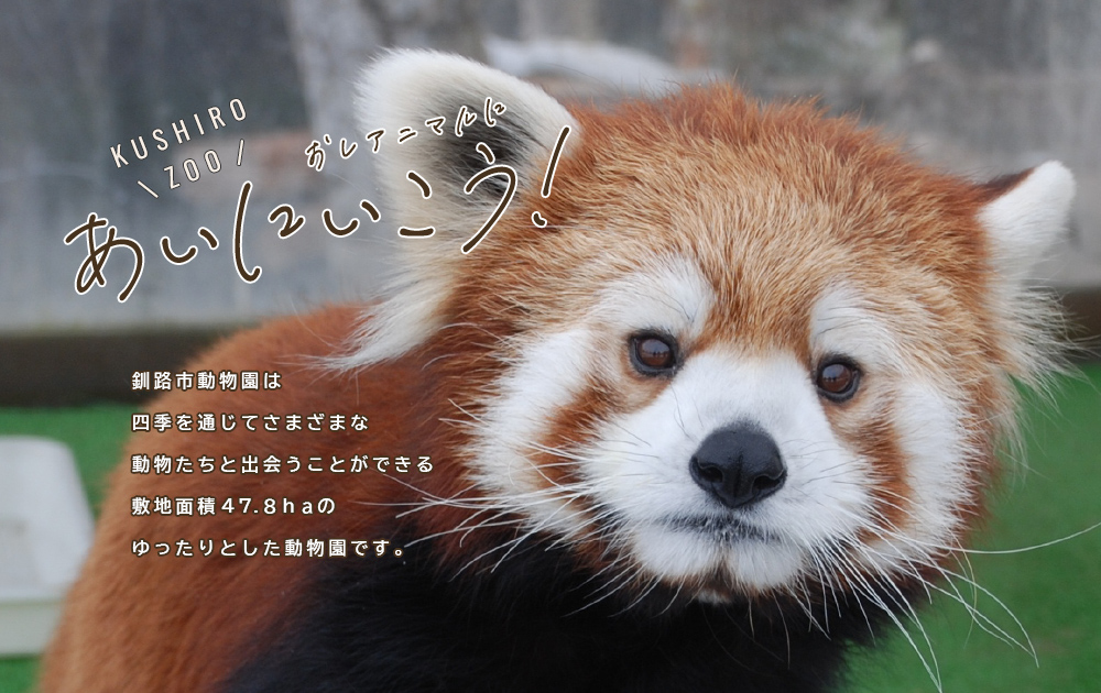 おしアニマルにあいにいこう！釧路市動物園は四季を通じてさまざまな動物たちと出会うことができる敷地面積47.8haのゆったりとした動物園です。