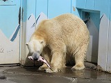 写真：ニジマスを食べるホッキョクグマキロル