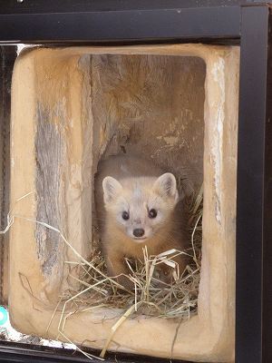 写真：エゾクロテン