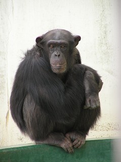 写真：チンパンジー