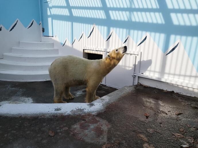 20251216どうぶつえん日記にて公開されたマルル