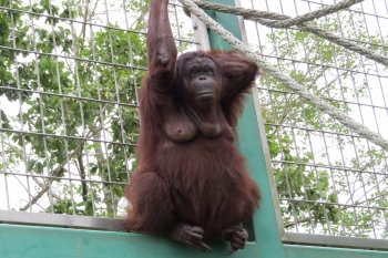 写真：ボルネオオランウータン