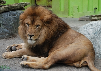写真：ライオンのオス