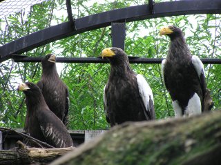 写真：オオワシ