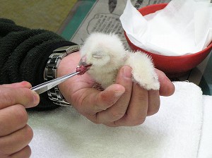 写真：ふ化初日のヒナ