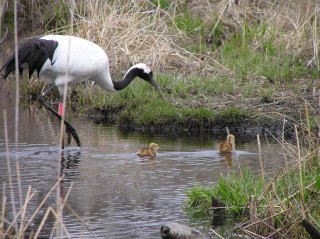 写真：タンチョウと泳ぐヒナ