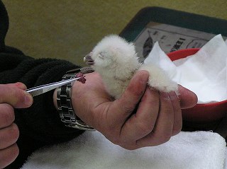 写真：シマフクロウのヒナ