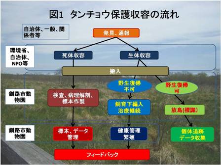 図1：タンチョウ保護収容の流れ