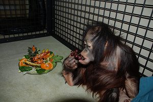 写真：ひなちゃん1