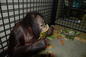 写真：ひなちゃん4