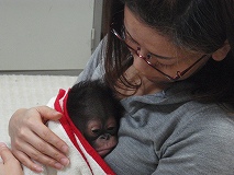 写真：飼育員の胸に抱かれているひなちゃん