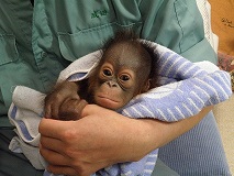 写真：3月17日、飼育員に抱かれているひなちゃん