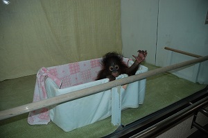 写真：類人猿舎室内展示場のひなちゃん2