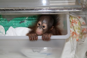 写真：保育器内のひなちゃん2