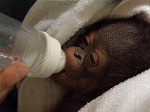 写真：哺乳瓶でミルクを飲むひなちゃん