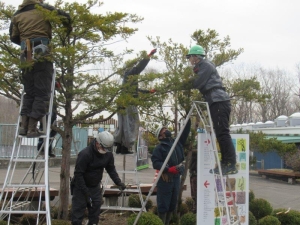 写真：植栽の剪定作業2