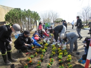 写真：パンジー移植作業1