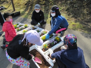 写真：パンジー移植作業2