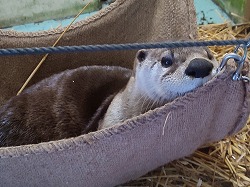 写真：カナダカワウソのリッキー