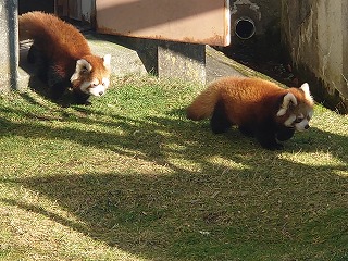 写真：レッサーパンダ1