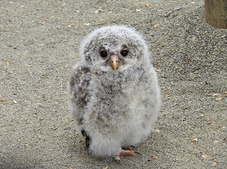 写真：エゾフクロウのヒナ