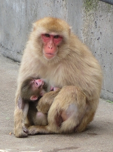 写真：ニホンザルの親子