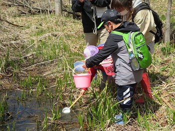 写真：かえるの観察