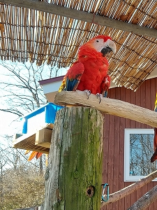 写真：アカコンゴウインコ「かあさん」