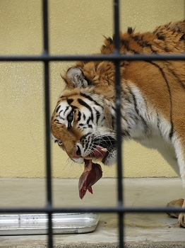 写真：シカ肉を食べる様子2