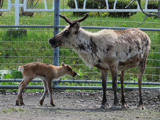 写真：トナカイの赤ちゃん