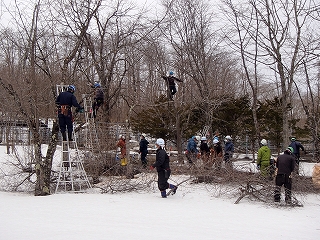 写真：てんぐ巣病の防除