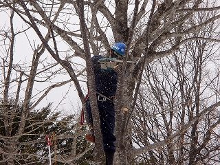 写真：枝払い