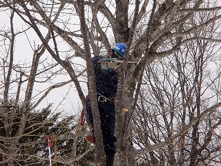 写真：枝払い