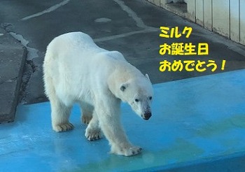 写真：ミルクお誕生日おめでとう！