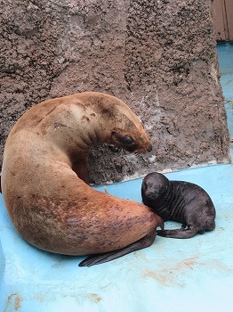 写真：オタリアの赤ちゃん