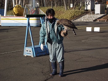 写真：クマタカのフライトガイド