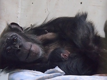 写真：チンパンジー「リリー」と赤ちゃん