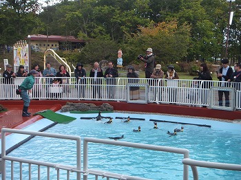 写真：プールで泳ぐペンギン
