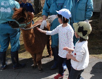 写真：アルパカと触れあうこどもたち