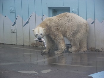 写真：ニジマスを食べるホッキョクグマ