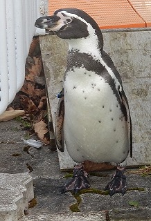 写真：フンボルトペンギンのサクラ