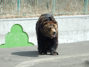 写真：キチノスケ