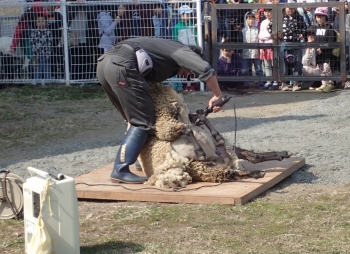 写真：毛を刈られる羊1