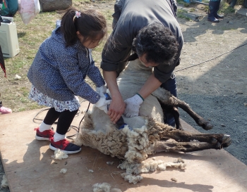 写真：毛を刈られる羊2