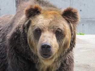 写真:エゾヒグマのヤマト