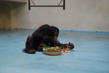 写真:ケーキとフルーツバスケットを食べるひなちゃん